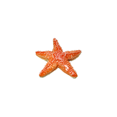 FIGURA ESTRELLA DE MAR PAPO 56050