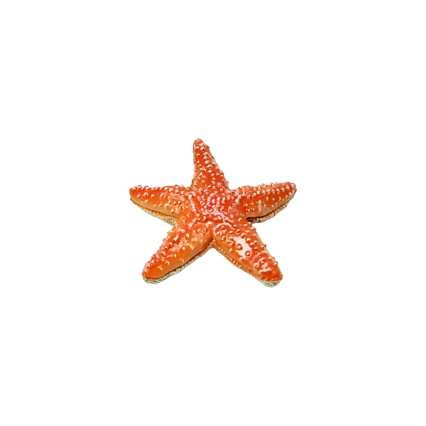 FIGURA ESTRELLA DE MAR PAPO 56050